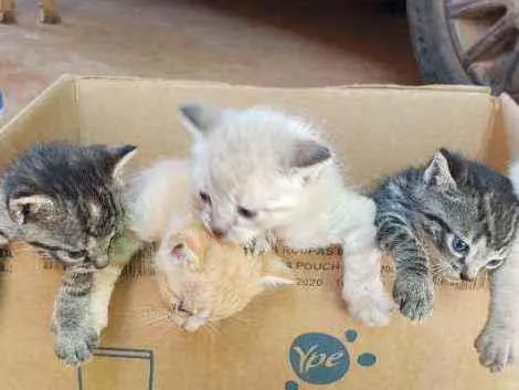 Gato ra a Gato idade Abaixo de 2 meses nome Gato 