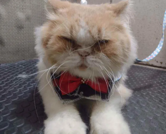 Gato ra a Persa idade 2 anos nome Romeu