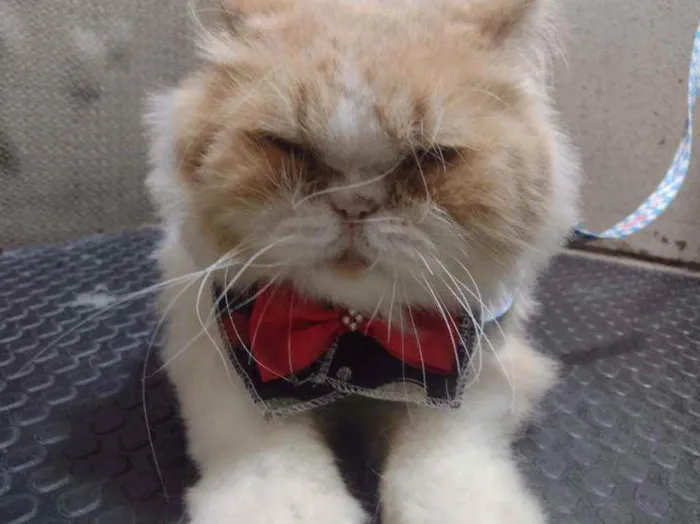 Gato ra a Persa idade 2 anos nome Romeu