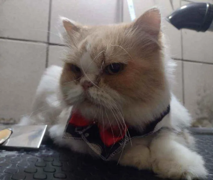 Gato ra a Persa idade 2 anos nome Romeu