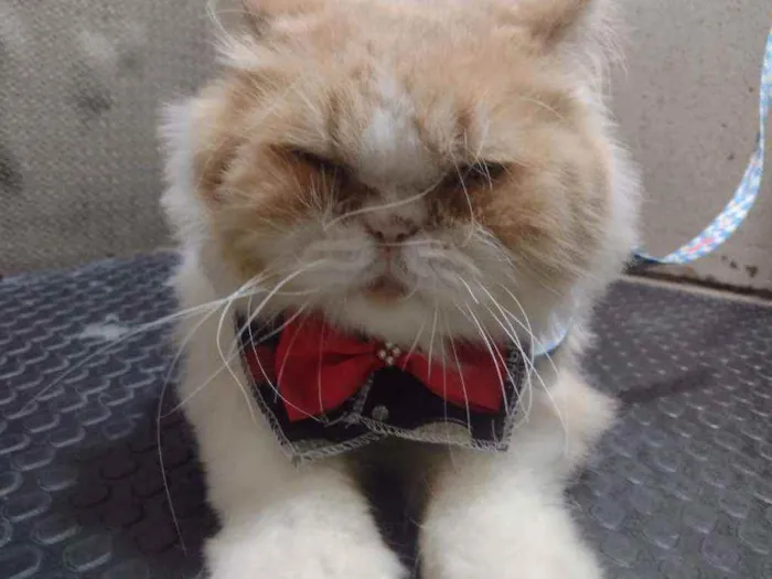 Gato ra a Persa idade 2 anos nome Romeu