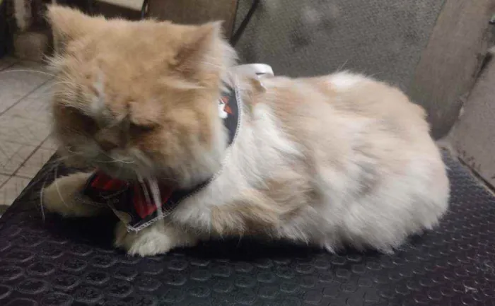 Gato ra a Persa idade 2 anos nome Romeu
