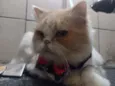 Romeu