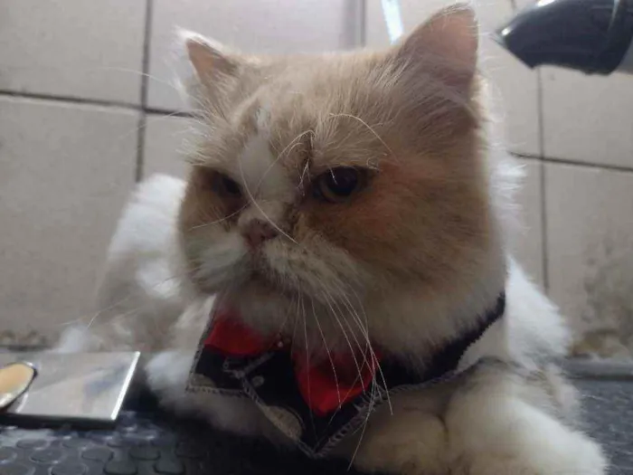 Gato ra a Persa idade 2 anos nome Romeu
