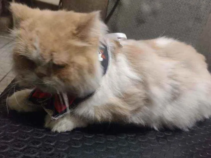 Gato ra a Persa idade 2 anos nome Romeu