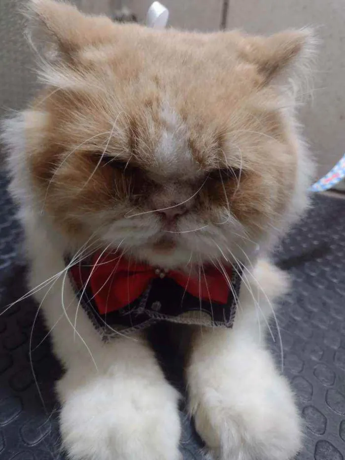Gato ra a Persa idade 2 anos nome Romeu