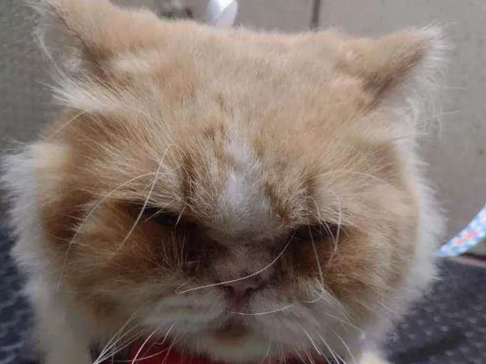 Gato ra a Persa idade 2 anos nome Romeu