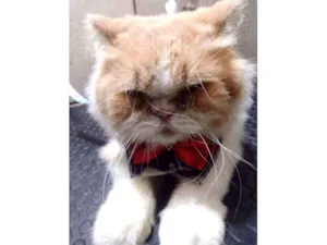 Gato raça Persa idade 2 anos nome Romeu