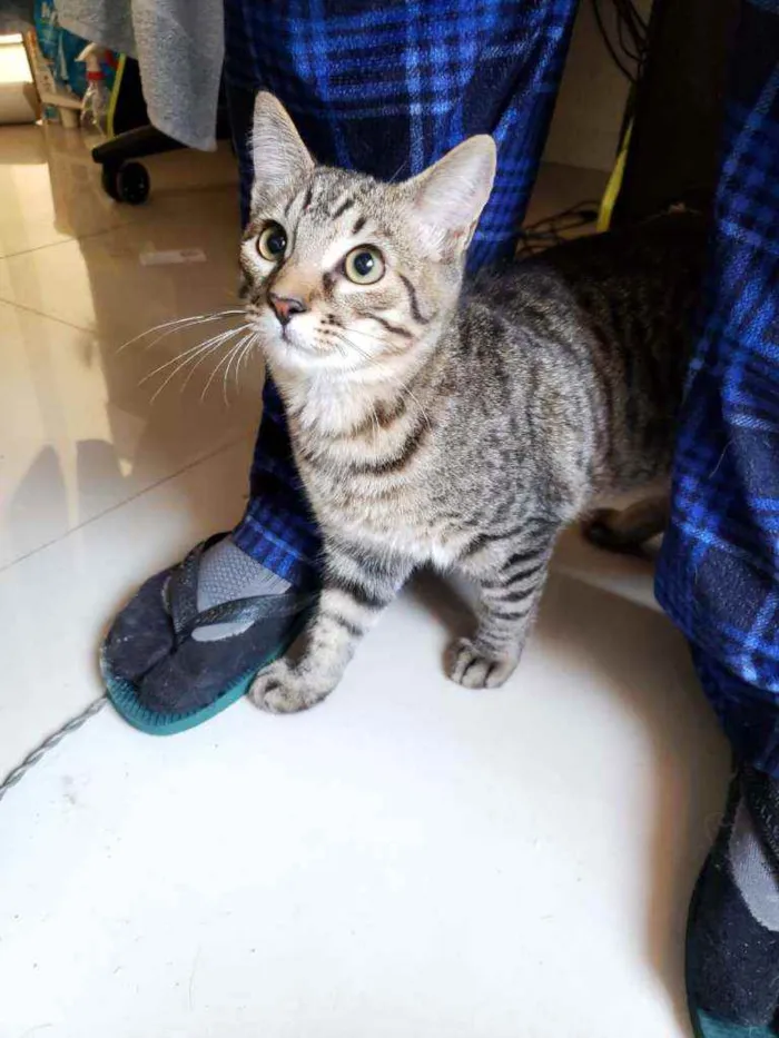 Gato ra a srd idade 2 a 6 meses nome João