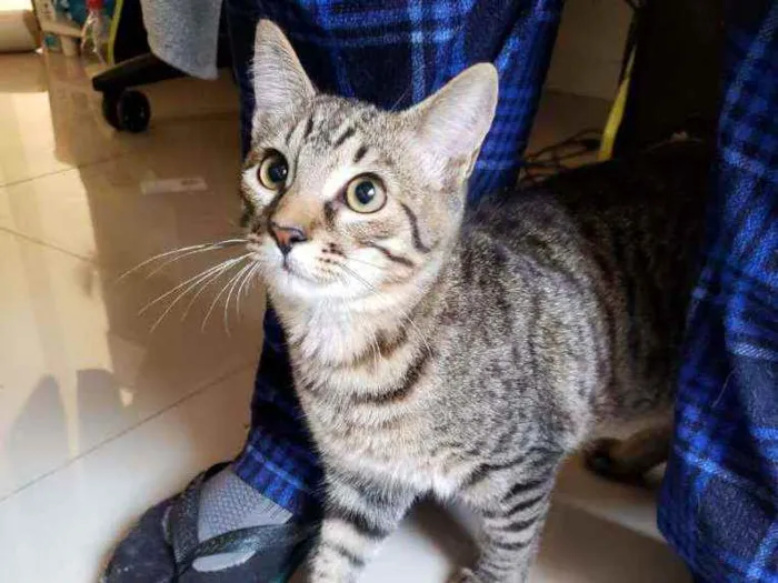 Gato ra a srd idade 2 a 6 meses nome João