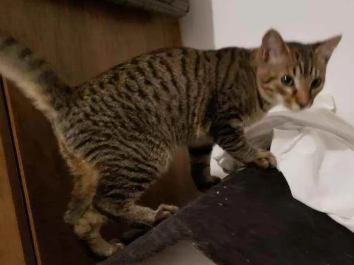 Gato ra a srd idade 2 a 6 meses nome João
