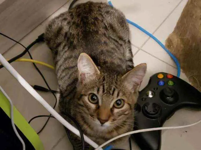 Gato ra a srd idade 2 a 6 meses nome João