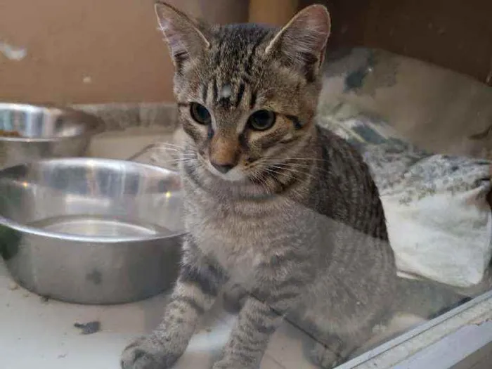 Gato ra a srd idade 2 a 6 meses nome João