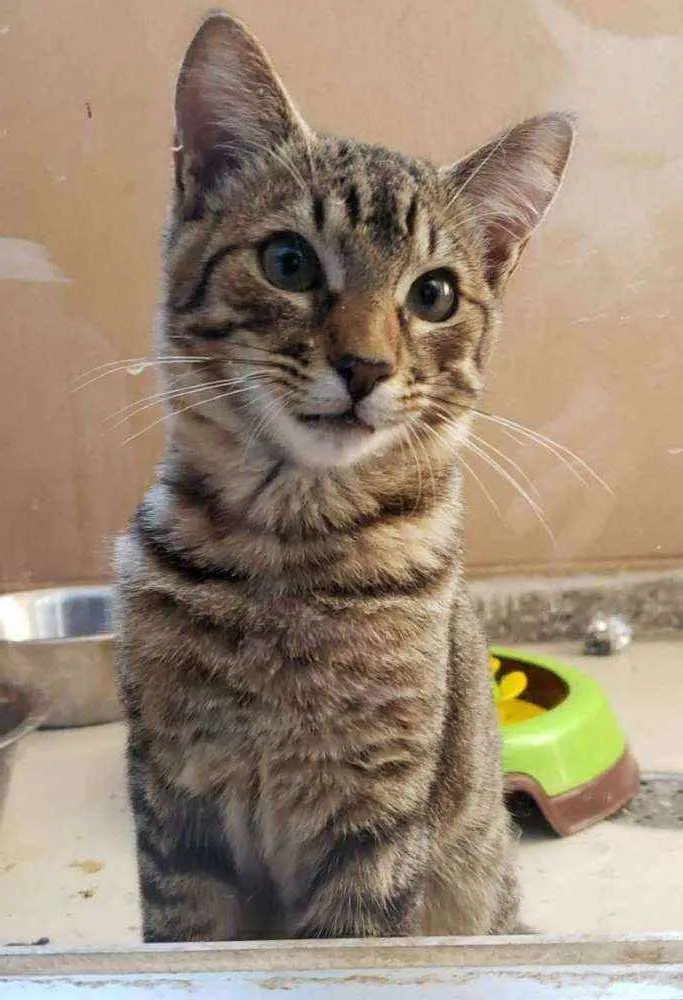 Gato ra a srd idade 2 a 6 meses nome João