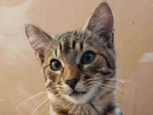 Gato raça srd idade 2 a 6 meses nome João