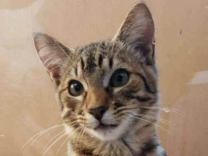 Gato ra a srd idade 2 a 6 meses nome João