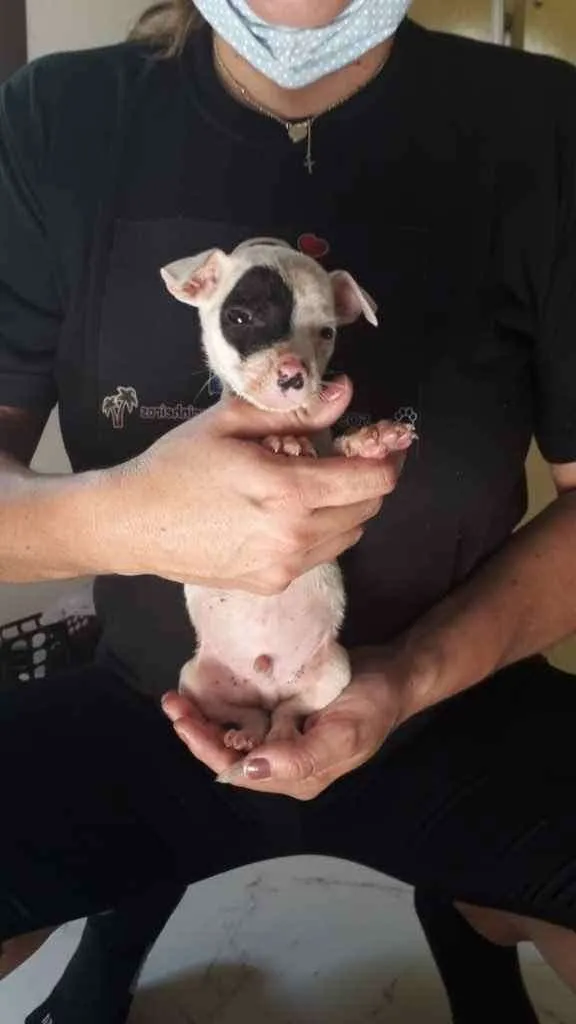 Cachorro ra a Vira-lata  idade Abaixo de 2 meses nome Arthur