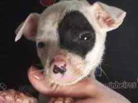 Cachorro raça Vira-lata  idade Abaixo de 2 meses nome Arthur