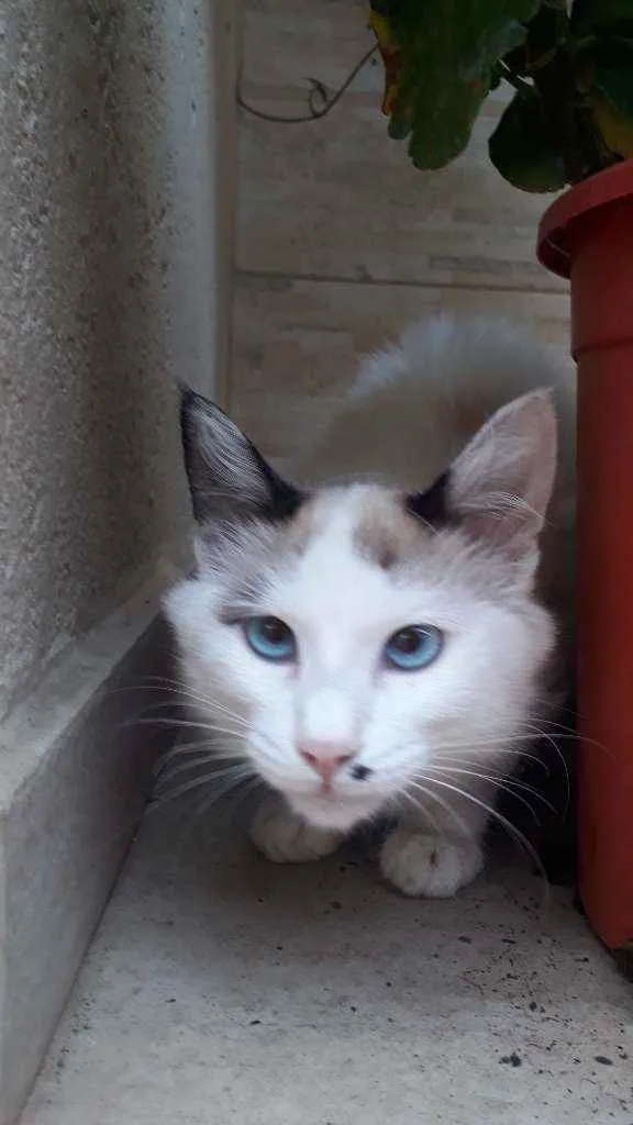 Gato raça Sem raça definida idade 2 a 6 meses nome Floco