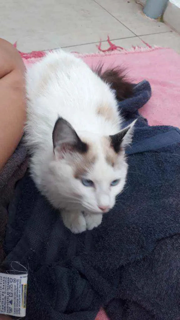 Gato raça Sem raça definida idade 2 a 6 meses nome Floco