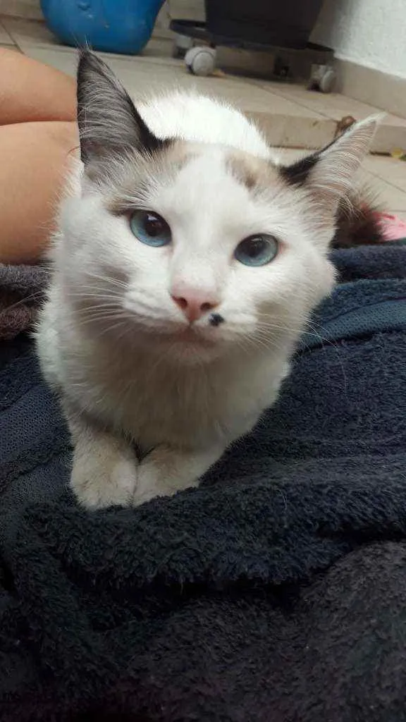 Gato raça Sem raça definida idade 2 a 6 meses nome Floco