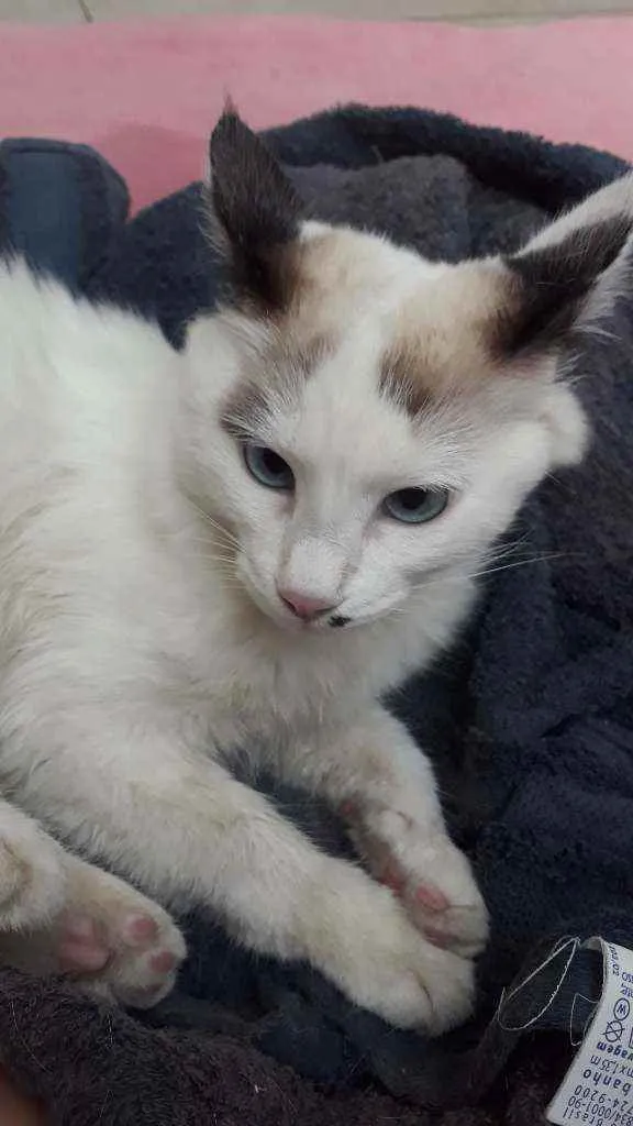 Gato raça Sem raça definida idade 2 a 6 meses nome Floco