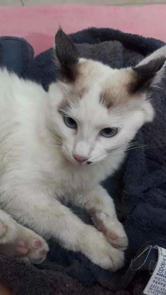 Gato raça Sem raça definida idade 2 a 6 meses nome Floco