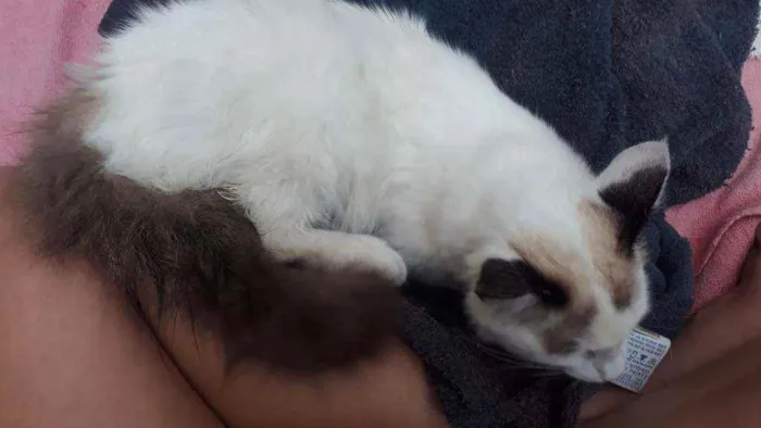 Gato raça Sem raça definida idade 2 a 6 meses nome Floco