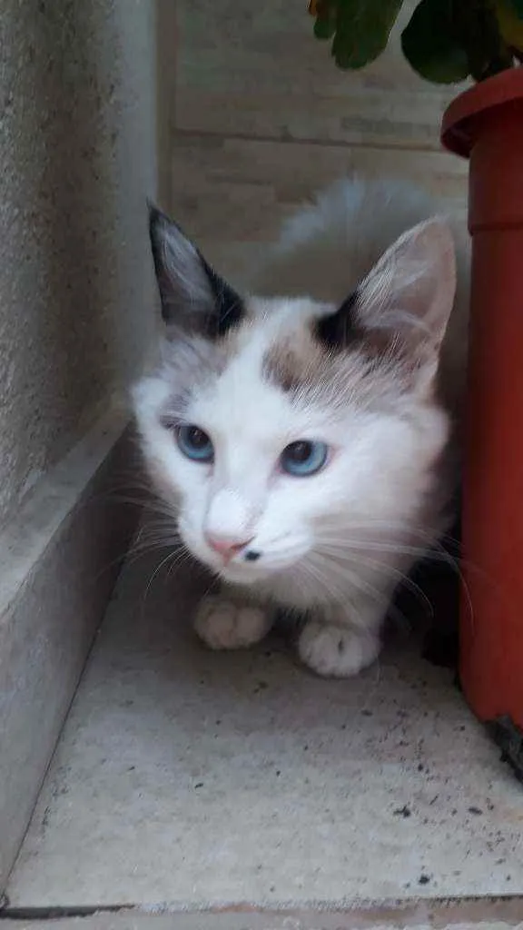 Gato raça Sem raça definida idade 2 a 6 meses nome Floco