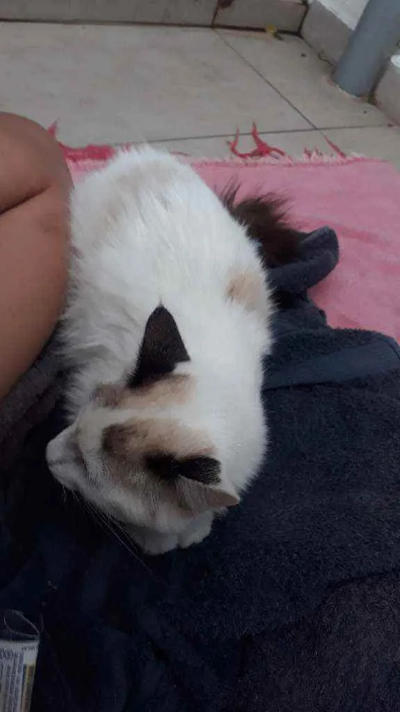 Gato raça Sem raça definida idade 2 a 6 meses nome Floco