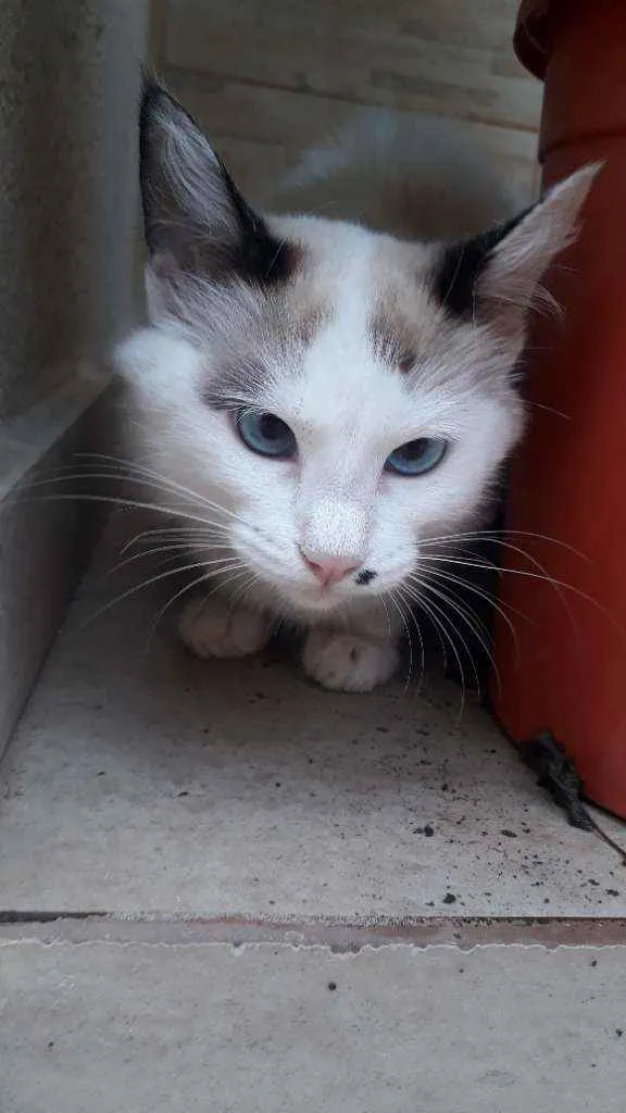 Gato raça Sem raça definida idade 2 a 6 meses nome Floco