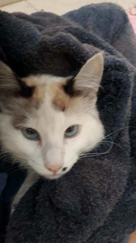 Gato raça Sem raça definida idade 2 a 6 meses nome Floco