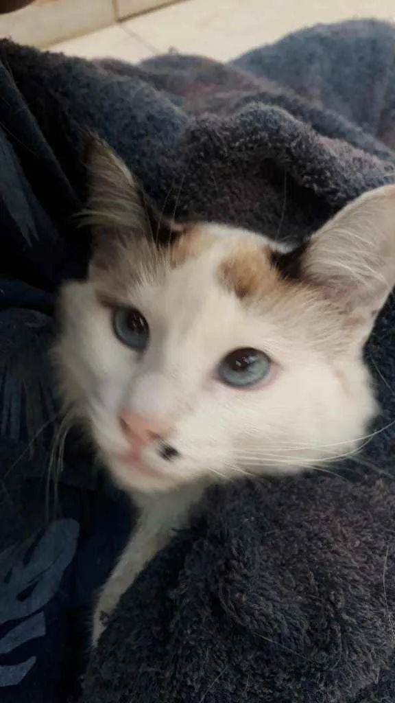 Gato raça Sem raça definida idade 2 a 6 meses nome Floco