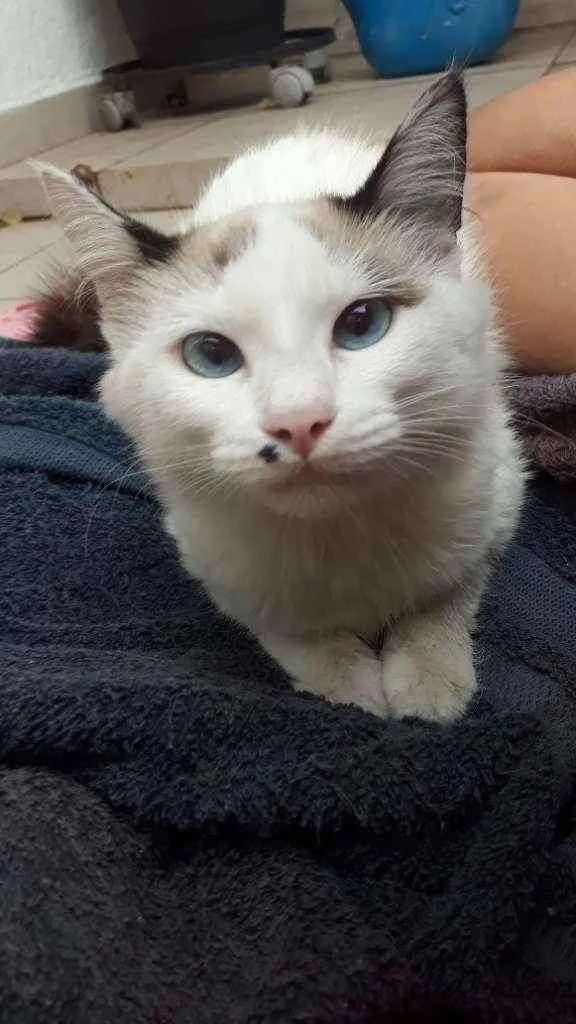 Gato raça Sem raça definida idade 2 a 6 meses nome Floco