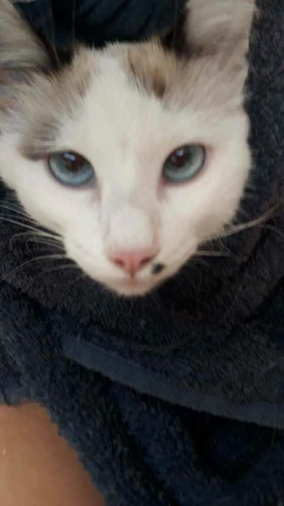 Gato raça Sem raça definida idade 2 a 6 meses nome Floco