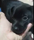 Pretinho