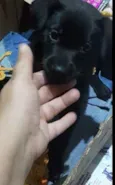 Pretinho