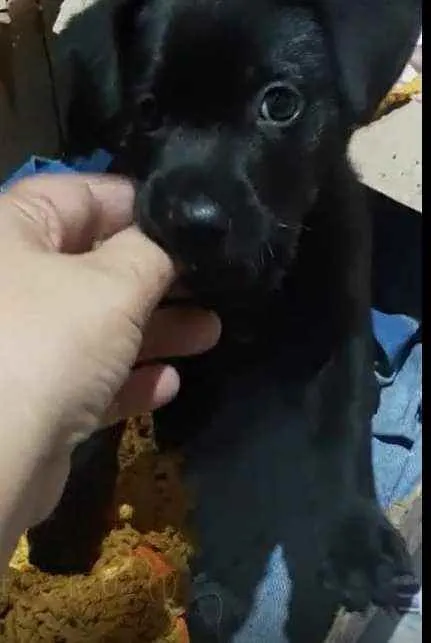 Cachorro ra a Srd idade Abaixo de 2 meses nome Pretinho