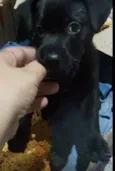 Pretinho