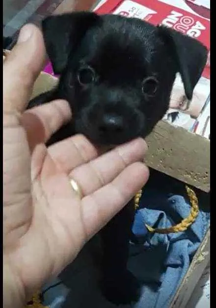 Cachorro ra a Srd idade Abaixo de 2 meses nome Pretinho