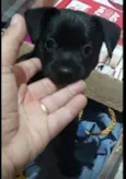 Pretinho