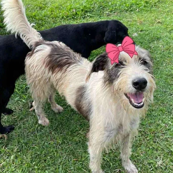 Cachorro ra a Srd idade 2 anos nome Espoleta