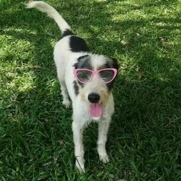 Cachorro ra a Srd idade 2 anos nome Espoleta