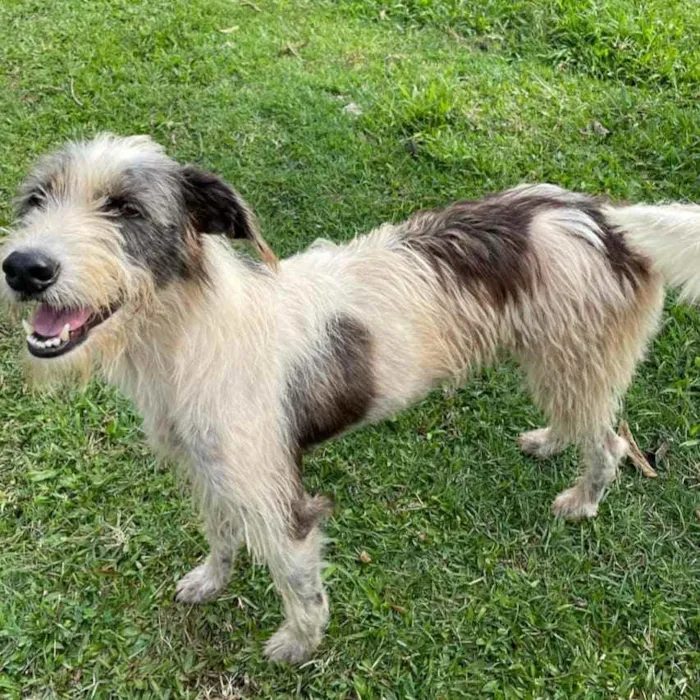 Cachorro ra a Srd idade 2 anos nome Espoleta