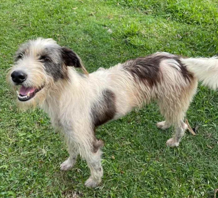 Cachorro ra a Srd idade 2 anos nome Espoleta