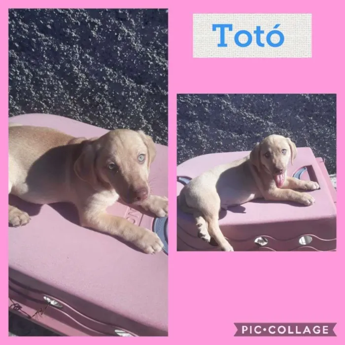 TOTÓ