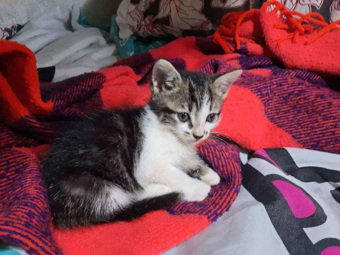 Gato raça S/D Vira Lata idade 2 a 6 meses nome Brad Piti 