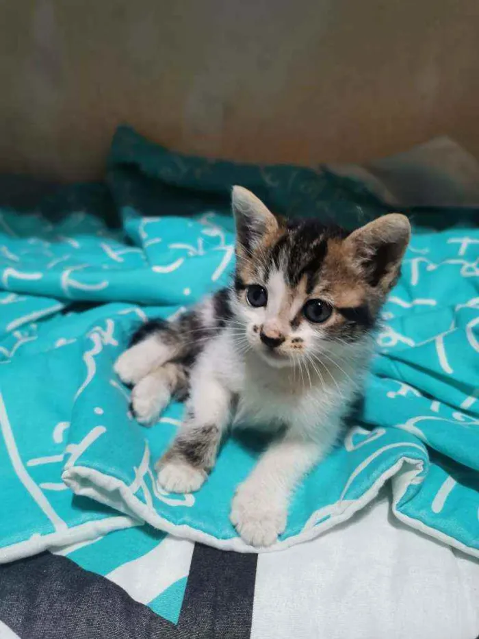 Gato raça S/D Vira Lata idade 2 a 6 meses nome Brad Piti 