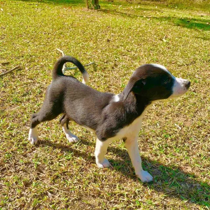 Cachorro raça Sem raça definida idade 2 a 6 meses nome Bebês Muito Fofos