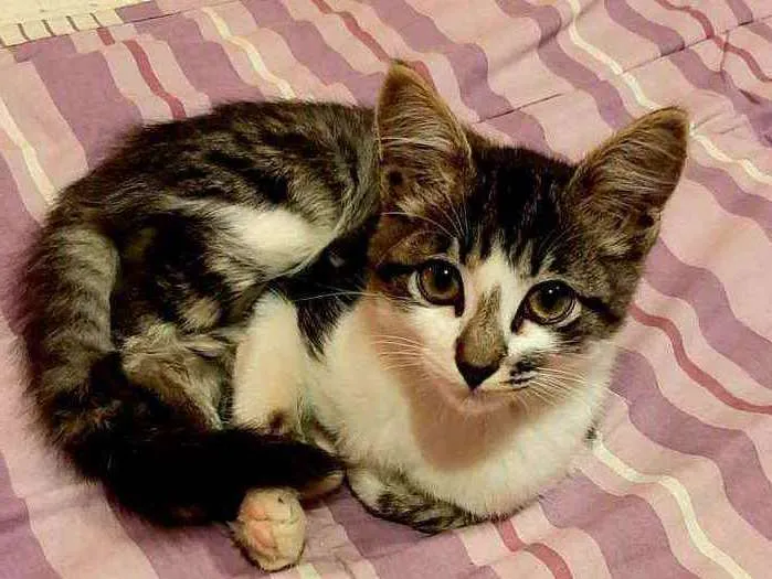 Gato raça SRD idade 2 a 6 meses nome JOHN